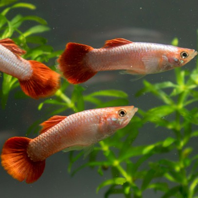Poecilia ret.   Guppy red blood